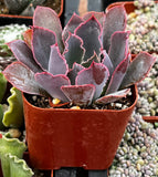 Echeveria 'Neon Breaker' plant in a red pot surrounded by other plants