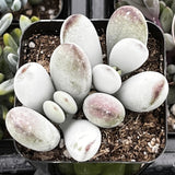 Cotyledon Silver Peak plants in a pot with soil, surrounded by other plants