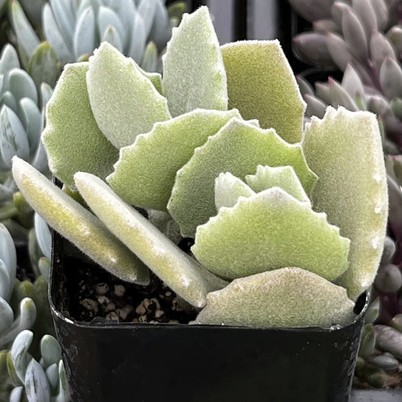 Kalanchoe milottii plant in a pot with a blurred background