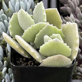 Kalanchoe milottii plant in a pot with a blurred background