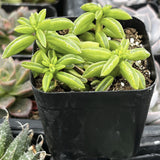 Small green Peperomia axillaris plant in a black pot with blurred background
