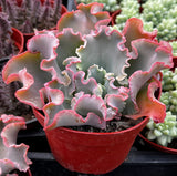 Echeveria 'Blue Curls' with pink edges in a red pot among other plants
