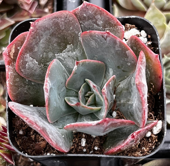 Echeveria Lavender Cloud with red and green leaves in a pot
