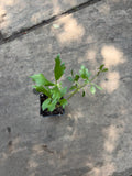 Lovage Live Plant (Levisticum officinale) – Perennial Celery-Flavored Culinary Herb – Zones 4–8