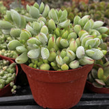 Green Cotyledon pendens plant in a red pot with other plants in the background
