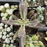 Close-up of a unique Kalanchoe delagoensis aka Mother of Millions plant with intricate leaf patterns surrounded by other plants.