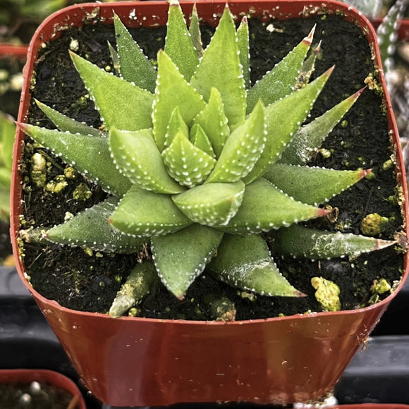 Haworthiopsis fasciata in a red pot with soil