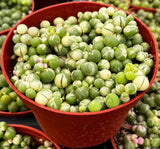 Green Senecio rowleyanus f. variegatus plants in red pots on a blurred background