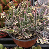 Potted Kalanchoe delagoensis aka Mother of Millions plant with pinkish-red leaves in a greenhouse setting