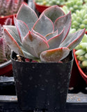Echeveria 'Moon Dust Rose' in a black pot with other plants in the background