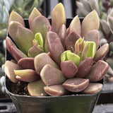 Potted Anacampserosplant with pinkish-red leaves and green centers.