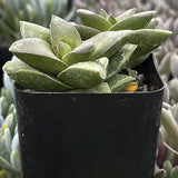 Crassula 'Springtime'  in a black pot with a blurred background