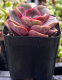 Pink Echeveria 'Red Ball' plant in a black pot with blurred background