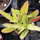 Crassula capitella 'Campfire' plant with green and red leaves in a pot on a black surface.