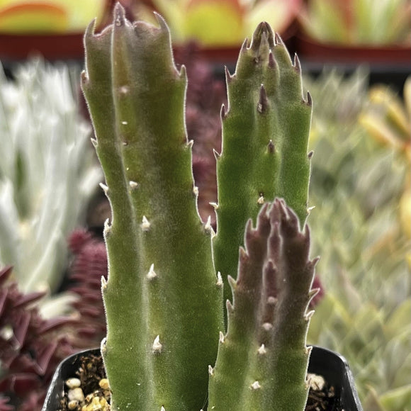 Potted Stapelia gigantea plant in a garden setting with other plants.