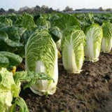 Cabbage plants growing in a field CABBAGE Seeds, Chinese Michihili