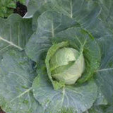 Close-up of a cabbage head surrounded by green leaves CABBAGE Seeds, Early Jersey Wakefield