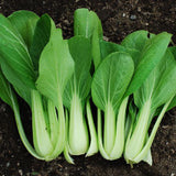 Bok choy plants growing in soil CABBAGE Seeds, Pak Choi
