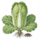 Illustration of a green cabbage with roots and seeds on a white background CABBAGE Seeds, Chinese Michihili