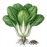 Illustration of a pak choi vegetable with roots and seeds on a white background CABBAGE Seeds, Pak Choi