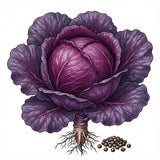 Illustration of a purple cabbage with roots and seeds on a white background CABBAGE Seeds, Red Acre