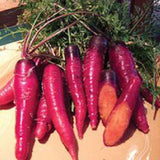 Purple and red carrots on a wooden surface with greenery in the background CARROT Seeds, Cosmic Purple