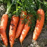 Group of fresh carrots with green leaves on a stone surface CARROT Seeds, Danvers Half-Long