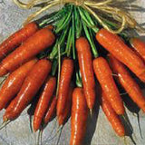 Bunch of fresh carrots on a stone surface CARROT Seeds, Scarlet Nantes
