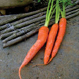 Three orange carrots with green stems on a rustic wooden surface CARROT Seeds, Tendersweet
