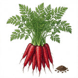 Red carrots with green leaves and seeds on a white background CARROT Seeds, Atomic Red