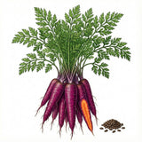 Illustration of purple carrots with green leaves and seeds on a white background CARROT Seeds, Cosmic Purple