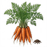 Illustration of carrots with green leaves and seeds on a white background CARROT Seeds, Danvers Half-Long