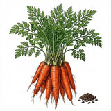 Illustration of carrots with green leaves and seeds on a white background CARROT Seeds, Little Finger