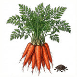 Illustration of carrots with green leaves and seeds on a white background CARROT Seeds, Scarlet Nantes