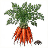Illustration of carrots with green leaves and seeds on a white background CARROT Seeds, Tendersweet