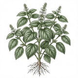 Illustration of a catnip plant with leaves and roots on a white background CATNIP Seeds