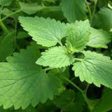 Close-up of green catnip leaves with a blurred background CATNIP Seeds