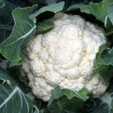 White cauliflower head surrounded by green leaves CAULIFLOWER Seeds, Snowball