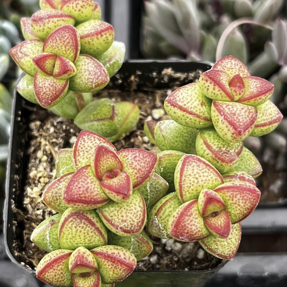 Close-up of Crassula brevifolia with red and green leaves in a pot.