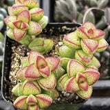Close-up of Crassula brevifolia with red and green leaves in a pot.