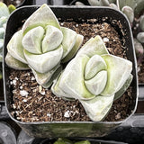 Crassula 'Moonglow' in a pot with soil and small stones