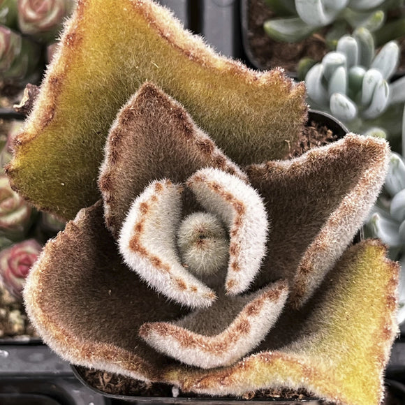 Close-up of a Kalanchoe beharensis 'Fang' plant with a blurred background