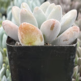  Pachyphytum 'Blue Haze' in a black pot with a blurred background