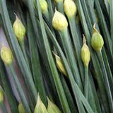 Close-up of green chives with unopened buds.CHIVE Seeds, Garlic