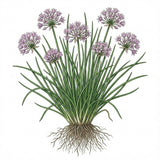 Illustration of a chives with purple flowers and green leaves on a white background CHIVE Seeds, Allium Schoeno