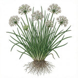 Illustration of chives with green leaves and white flowers on a white background