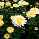 Yellow and white flowers with green leaves on a dark background CHRYSANTHEMUM Seeds, Shasta Daisy
