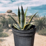 Potted Agave americana variegata plant with a desert landscape in the background