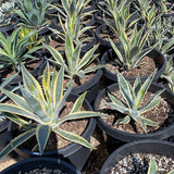 Row of potted Agave americana variegata plants in black pots on a bed of soil.