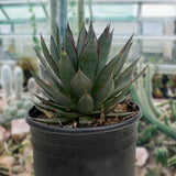 Potted Agave 'Blue Glow' plant in a greenhouse setting